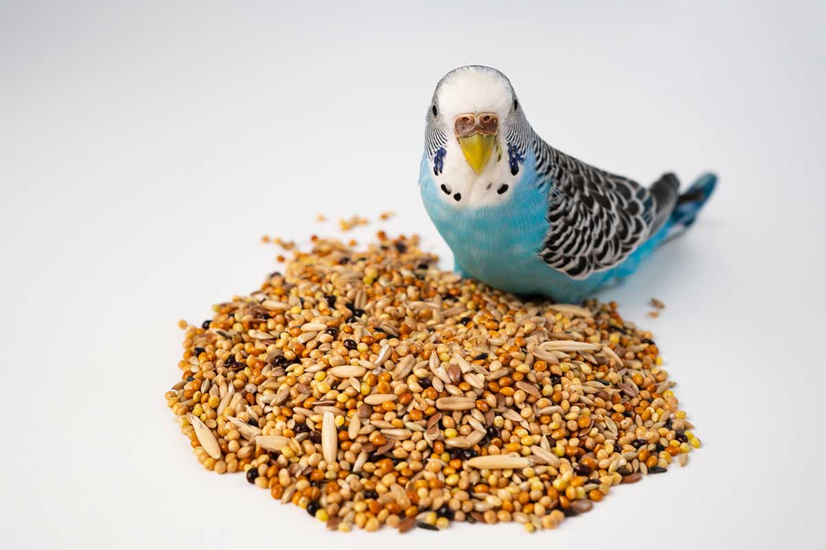 Comment choisir la nourriture pour votre oiseau ?