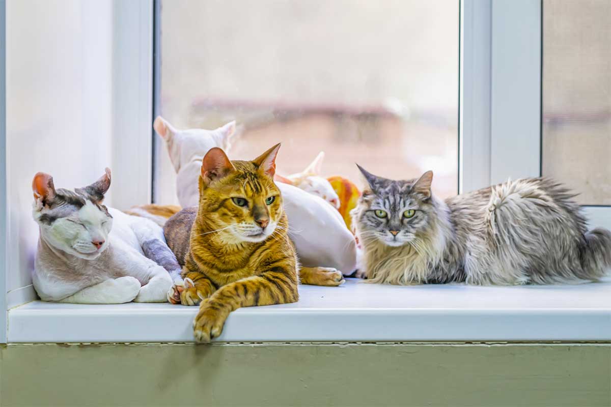 Les différentes races de chats et leurs caractéristiques